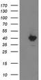 Monoglyceride Lipase antibody, TA502887, Origene, Western Blot image 
