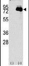 NUAK Family Kinase 2 antibody, PA5-13959, Invitrogen Antibodies, Western Blot image 