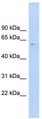 CDC Like Kinase 4 antibody, TA329164, Origene, Western Blot image 