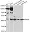 Peroxisome Proliferator Activated Receptor Alpha antibody, A6697, ABclonal Technology, Western Blot image 