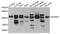 Neuroligin 4 Y-Linked antibody, abx003381, Abbexa, Western Blot image 