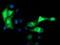 Microtubule-associated protein RP/EB family member 2 antibody, TA502858, Origene, Immunofluorescence image 