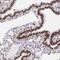 G-Patch Domain And KOW Motifs antibody, HPA001894, Atlas Antibodies, Immunohistochemistry frozen image 