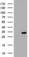 Potassium Channel Tetramerization Domain Containing 14 antibody, NBP2-45487, Novus Biologicals, Immunohistochemistry frozen image 