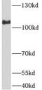 Rho Guanine Nucleotide Exchange Factor 1 antibody, FNab00558, FineTest, Western Blot image 