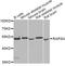 43 kDa receptor-associated protein of the synapse antibody, A6716, ABclonal Technology, Western Blot image 