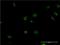DNA-directed RNA polymerases I, II, and III subunit RPABC2 antibody, LS-C197945, Lifespan Biosciences, Immunofluorescence image 