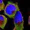 Ribosomal Protein S29 antibody, HPA004107, Atlas Antibodies, Immunofluorescence image 