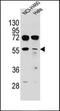Interleukin 10 antibody, orb221323, Biorbyt, Western Blot image 