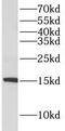 AIF1 antibody, FNab09944, FineTest, Western Blot image 
