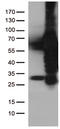 Polo Like Kinase 1 antibody, TA500393, Origene, Western Blot image 