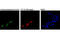 5-hydroxymethylcytosine antibody, 51660S, Cell Signaling Technology, Immunofluorescence image 