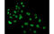 cAMP-specific 3 ,5 -cyclic phosphodiesterase 4B antibody, MBS832345, MyBioSource, Immunofluorescence image 