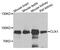 Homeobox protein cut-like 1 antibody, MBS126328, MyBioSource, Western Blot image 