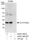 14-3-3 protein theta antibody, A303-146A, Bethyl Labs, Immunoprecipitation image 