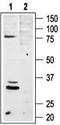 Melanocortin receptor 4 antibody, TA328639, Origene, Western Blot image 