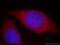 Putative Wiskott-Aldrich syndrome protein family member 4 antibody, 19755-1-AP, Proteintech Group, Immunofluorescence image 