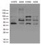 Homeobox protein Nkx-2.1 antibody, TA810448, Origene, Western Blot image 