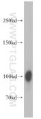 Disks large homolog 3 antibody, 18036-1-AP, Proteintech Group, Western Blot image 
