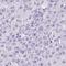 Secretoglobin Family 1A Member 1 antibody, HPA031828, Atlas Antibodies, Immunohistochemistry paraffin image 
