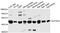 Actin Related Protein T3 antibody, A17256, Boster Biological Technology, Western Blot image 