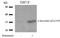 SNCA antibody, AP09477PU-S, Origene, Western Blot image 