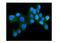 Hsp110 antibody, M04168-1, Boster Biological Technology, Immunofluorescence image 