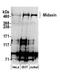 Midasin AAA ATPase 1 antibody, A304-739A, Bethyl Labs, Western Blot image 