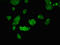 U2AF Homology Motif Kinase 1 antibody, orb401068, Biorbyt, Immunofluorescence image 