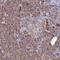 Histone PARylation Factor 1 antibody, HPA043467, Atlas Antibodies, Immunohistochemistry frozen image 