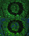 Defensin Beta 121 antibody, 14-250, ProSci, Immunofluorescence image 