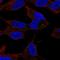 Sphingosine kinase 2 antibody, HPA065508, Atlas Antibodies, Immunofluorescence image 