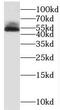 Myocyte Enhancer Factor 2C antibody, FNab05105, FineTest, Western Blot image 