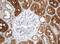 SBP1 antibody, LS-C173940, Lifespan Biosciences, Immunohistochemistry paraffin image 