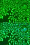 Pumilio homolog 1 antibody, LS-C748440, Lifespan Biosciences, Immunofluorescence image 