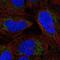 Rho GTPase Activating Protein 20 antibody, NBP2-56355, Novus Biologicals, Immunofluorescence image 