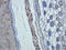 C-C Motif Chemokine Ligand 2 antibody, orb323291, Biorbyt, Immunohistochemistry paraffin image 
