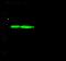 TNF Receptor Superfamily Member 4 antibody, 102007-T36, Sino Biological, Western Blot image 