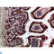 Gremlin-2 antibody, LS-C813862, Lifespan Biosciences, Immunohistochemistry paraffin image 