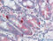 Mediator Complex Subunit 4 antibody, 30-636, ProSci, Western Blot image 