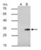 BCL10 Immune Signaling Adaptor antibody, GTX109159, GeneTex, Immunoprecipitation image 