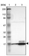 Ribosomal Protein L27 antibody, PA5-51728, Invitrogen Antibodies, Western Blot image 