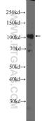 DEAD-Box Helicase 10 antibody, 17857-1-AP, Proteintech Group, Western Blot image 