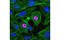 Histone H3 antibody, 8481S, Cell Signaling Technology, Immunofluorescence image 