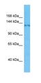 Protein SFI1 homolog antibody, orb327192, Biorbyt, Western Blot image 