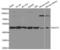 Mitochondrial Rho GTPase 1 antibody, LS-C334329, Lifespan Biosciences, Western Blot image 