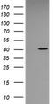 p38 MAPK antibody, CF505867, Origene, Western Blot image 