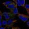 Protocadherin-20 antibody, HPA062669, Atlas Antibodies, Immunofluorescence image 