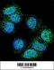 Eukaryotic Translation Elongation Factor 1 Alpha 1 antibody, 62-352, ProSci, Immunofluorescence image 
