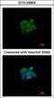 Sulfite oxidase, mitochondrial antibody, GTX105902, GeneTex, Immunofluorescence image 